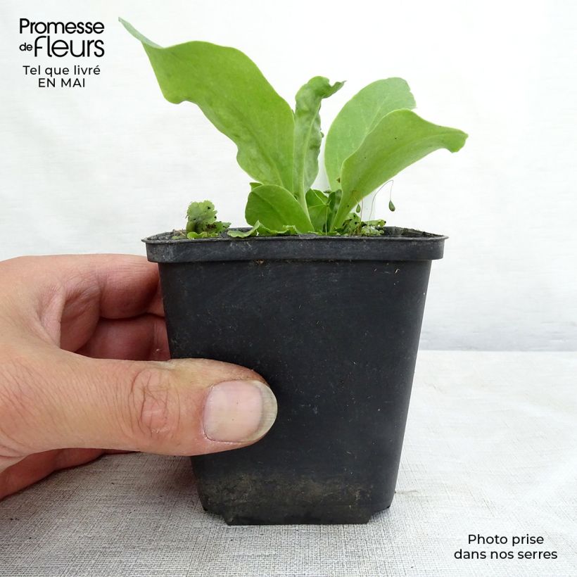 Dodecatheon meadia Vasetto da 8/9 cm esemplare consegnato in primavera