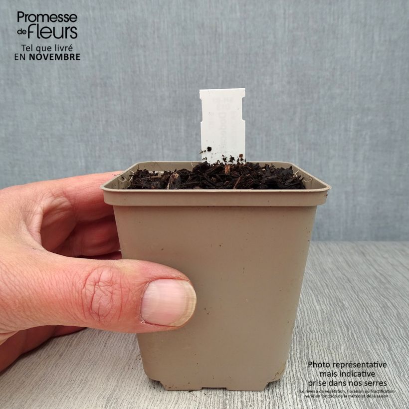 Esemplare di Dodecatheon meadia Vasetto da 8/9 cm come consegnato in autunno