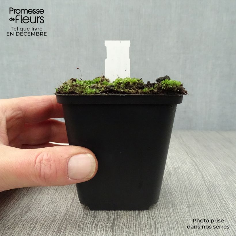 Dodecatheon meadia Vasetto da 8/9 cm esemplare consegnato in inverno