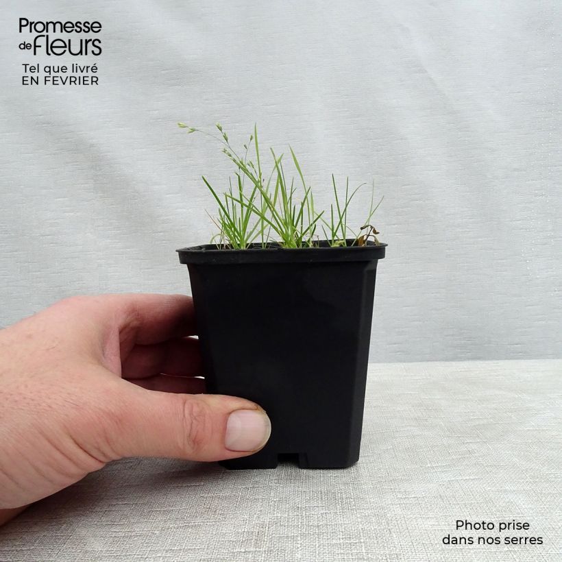 Dodecatheon meadia Queen Victoria Vasetto da 8/9 cm esemplare consegnato in inverno