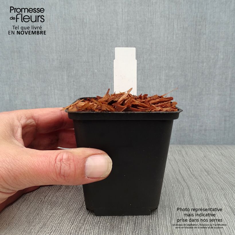 Esemplare di Dodecatheon meadia Queen Victoria Vasetto da 8/9 cm come consegnato in autunno