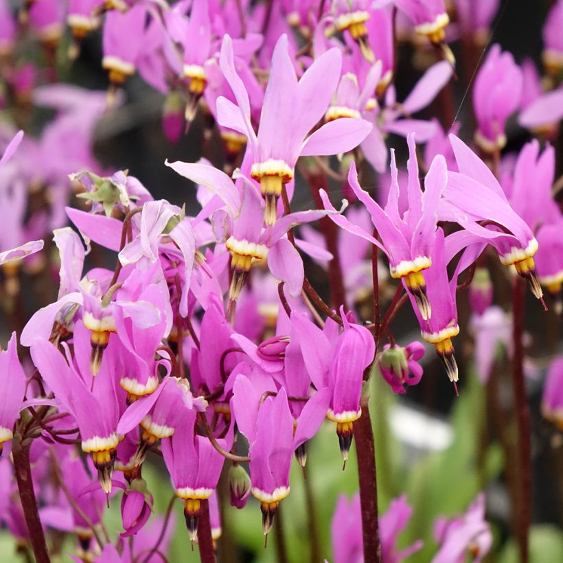 Dodecatheon meadia Queen Victoria (Fioritura)