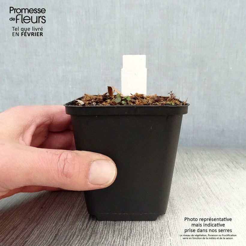 Dodecatheon pulchellum Red Wings Vasetto da 8/9 cm esemplare consegnato in inverno