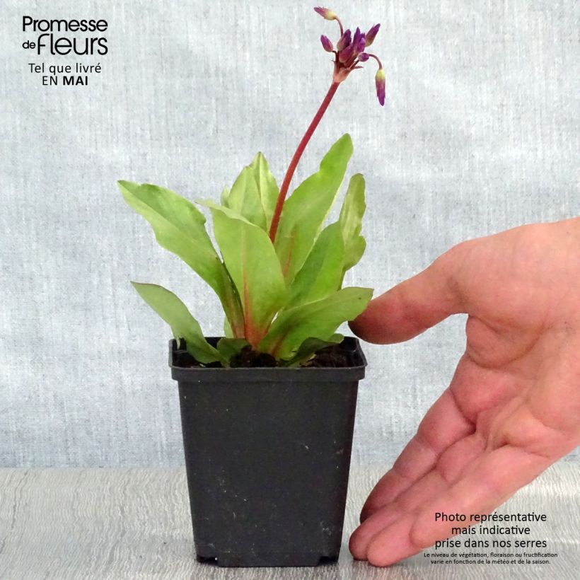 Dodecatheon pulchellum Red Wings Vasetto da 8/9 cm esemplare consegnato in primavera
