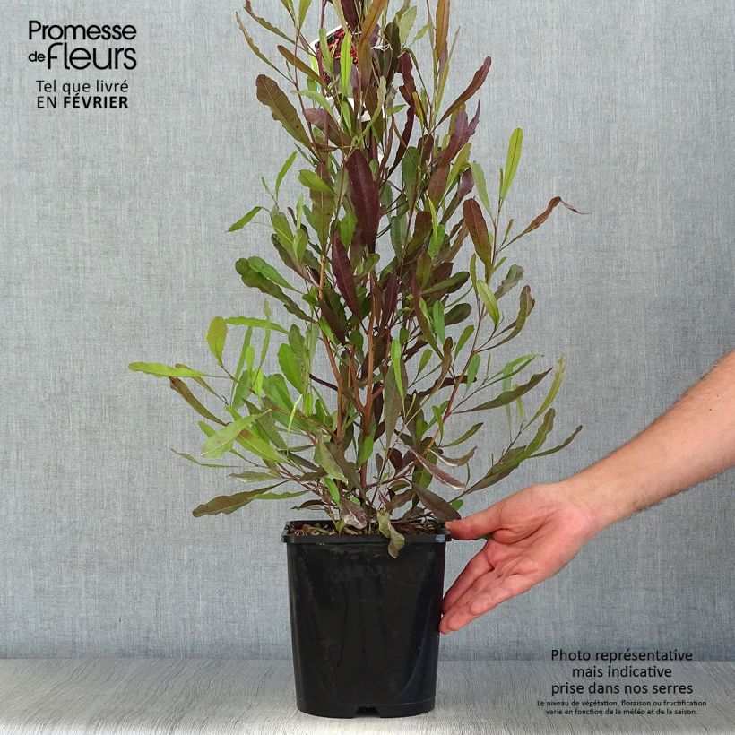 Esemplare di Dodonaea viscosa Purpurea Vaso da 3L/4L come consegnato in autunno
