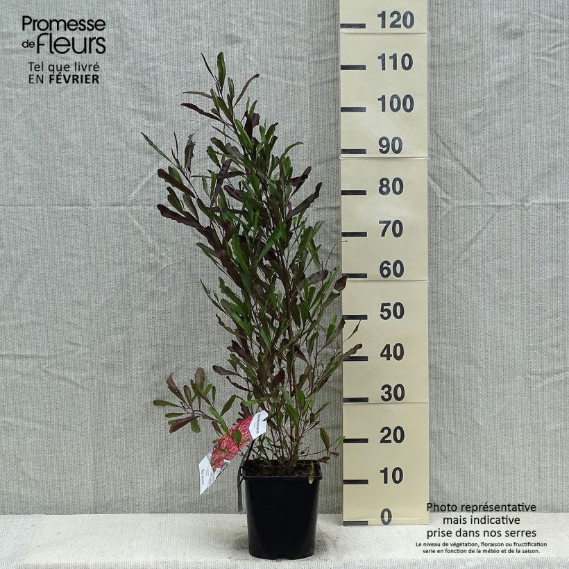 Dodonaea viscosa Purpurea Vaso da 3L/4L esemplare consegnato in inverno