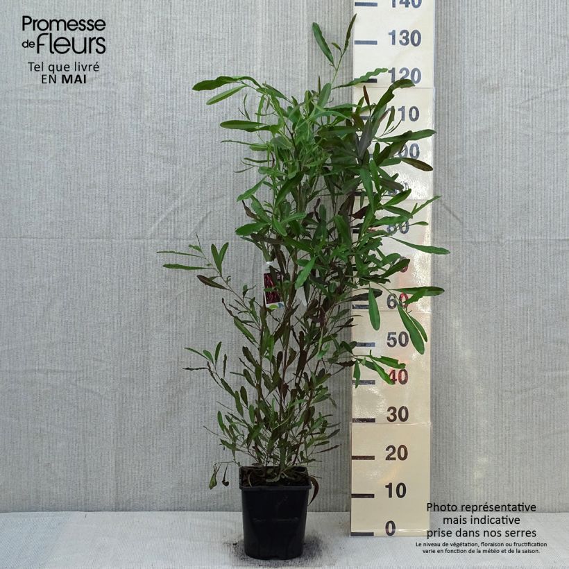 Dodonaea viscosa Purpurea Vaso da 3L/4L esemplare consegnato in primavera