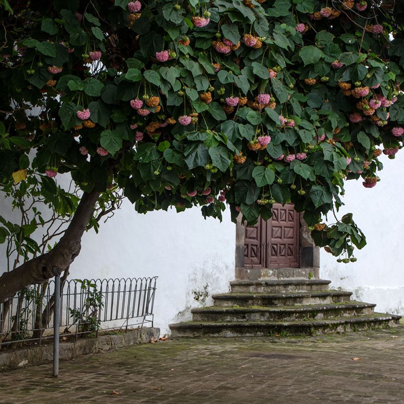 Dombeya x cayeuxii (Porto)
