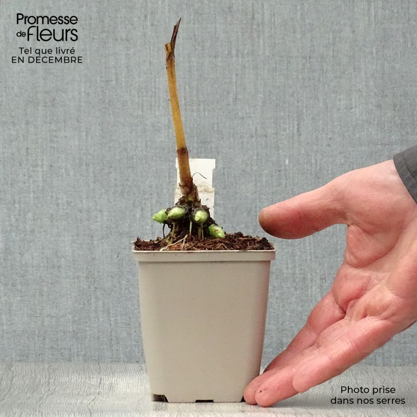 Doronicum pardalianches - Doronico medicinale Vasetto da 8/9 cm esemplare consegnato in inverno