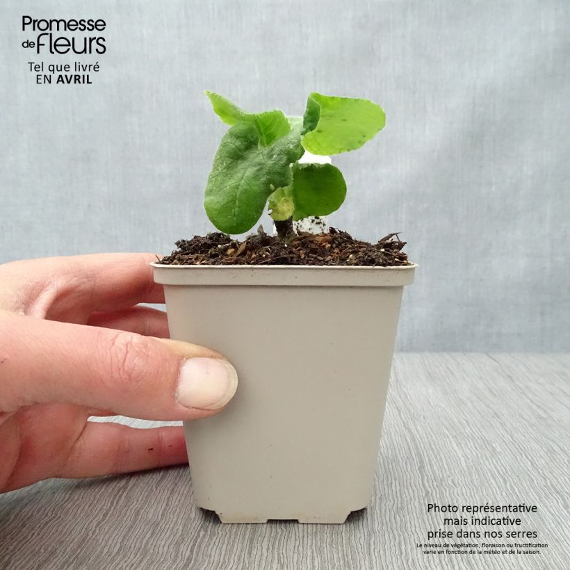 Doronicum pardalianches - Doronico medicinale Vasetto da 8/9 cm esemplare consegnato in primavera