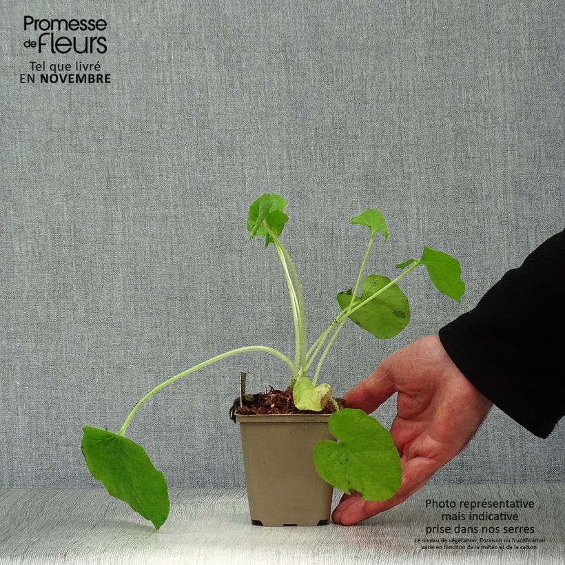 Esemplare di Doronicum pardalianches - Doronico medicinale Vasetto da 8/9 cm come consegnato in autunno
