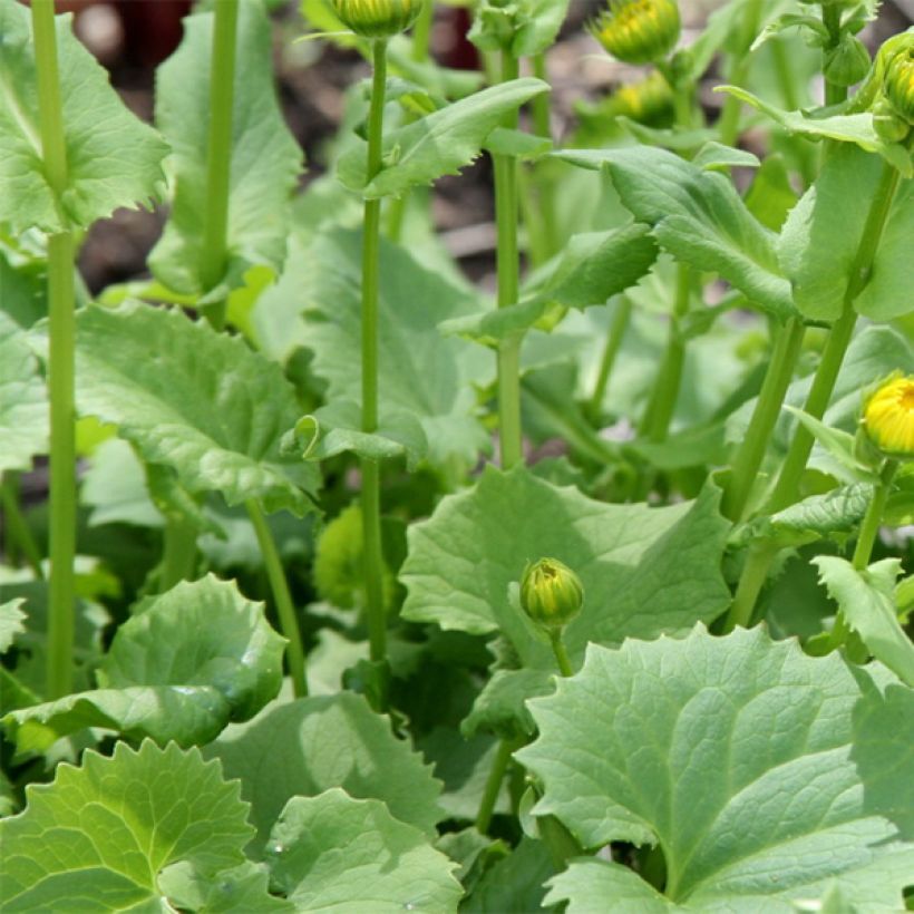 Doronicum orientale Little Leo - Doronico orientale (Fogliame)
