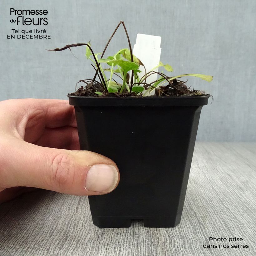 Doronicum orientale Little Leo - Doronico orientale Vasetto da 8/9 cm esemplare consegnato in inverno