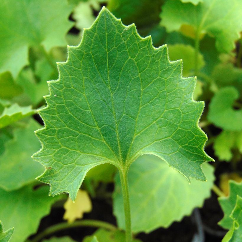 Doronicum orientale Magnificum - Doronico orientale (Fogliame)