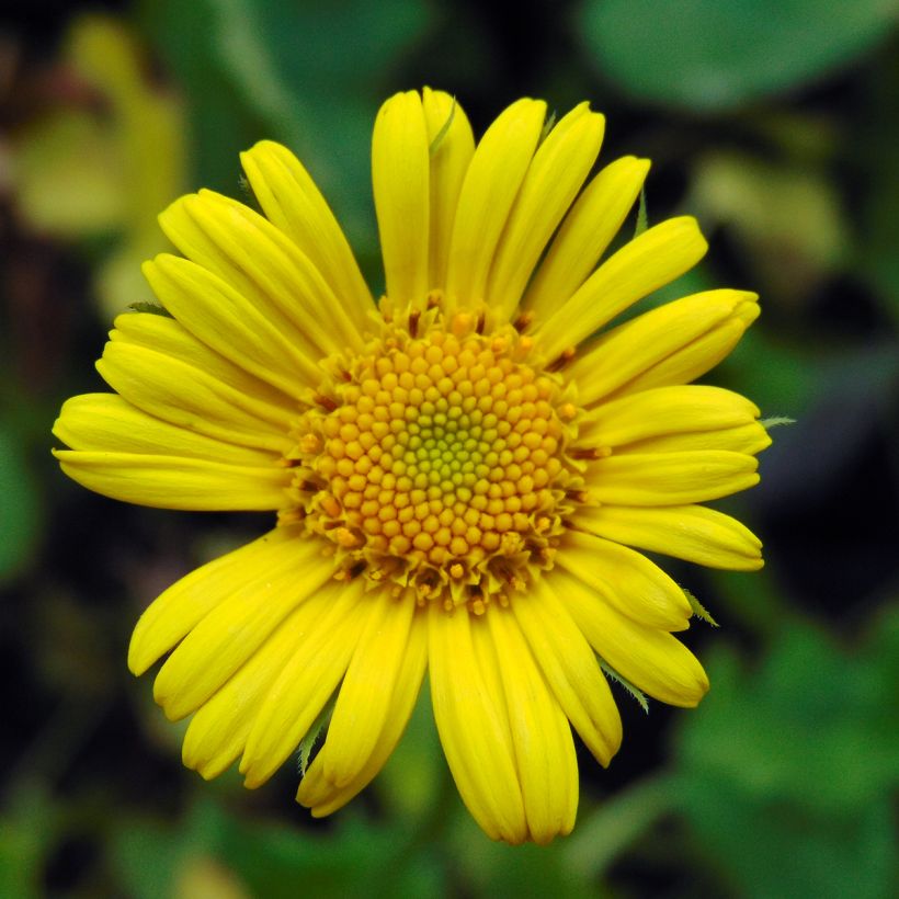 Doronicum orientale Magnificum - Doronico orientale (Fioritura)