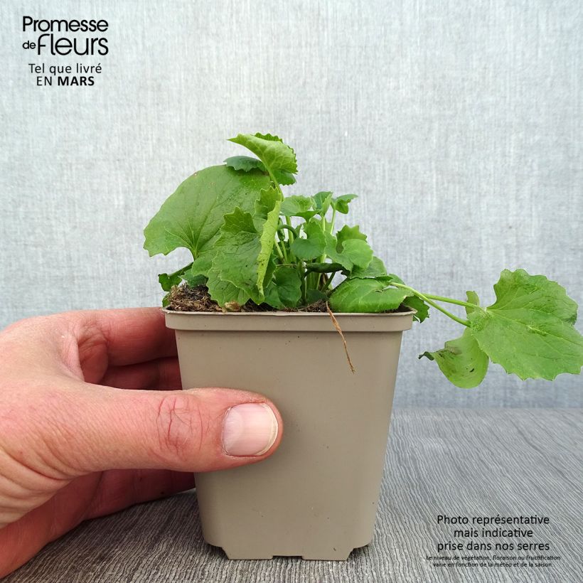 Doronicum orientale Magnificum - Doronico orientale Vasetto da 8/9 cm esemplare consegnato in inverno