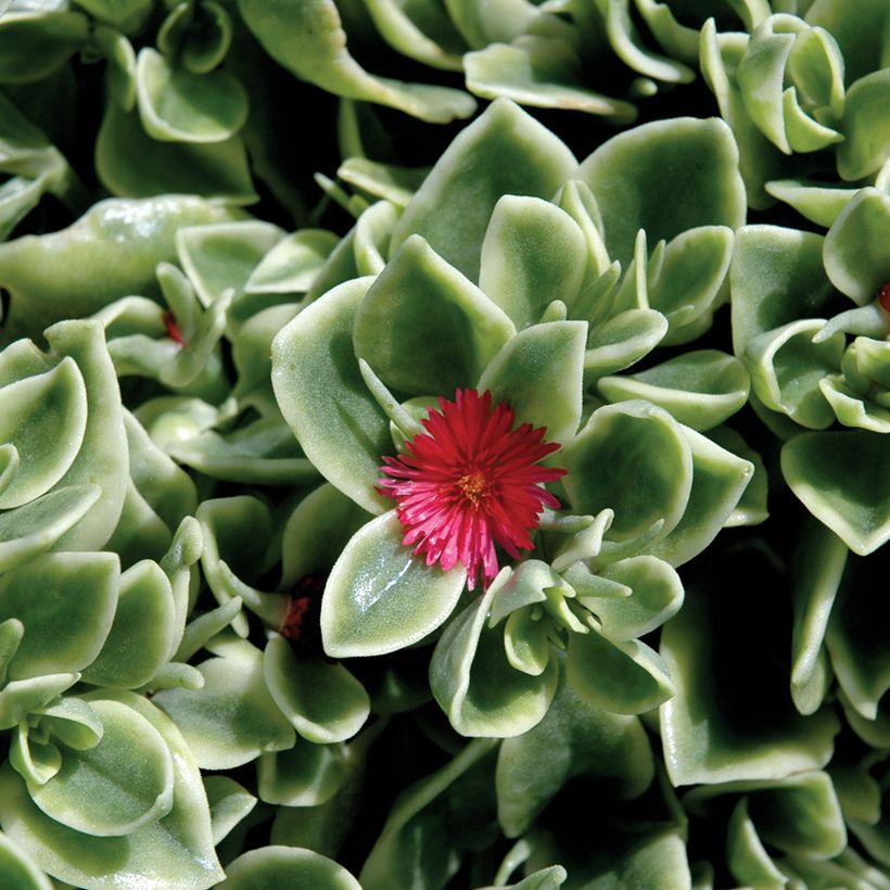 Mesembryanthemum Mezoo (Fioritura)