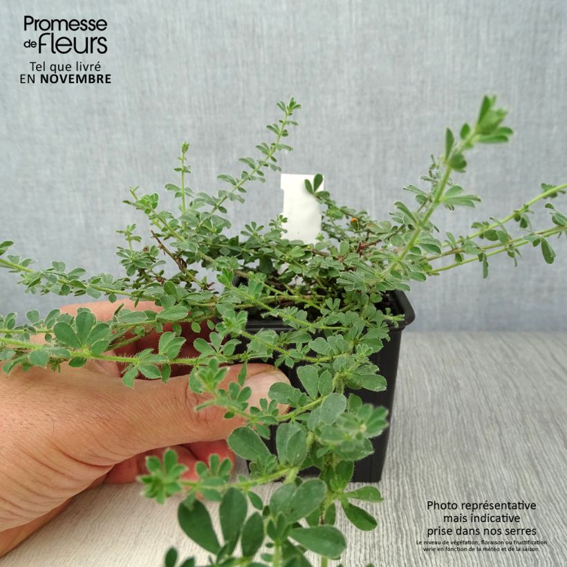 Esemplare di Dorycnium hirsutum - Trifoglino irsuto Vasetto da 8/9 cm come consegnato in autunno