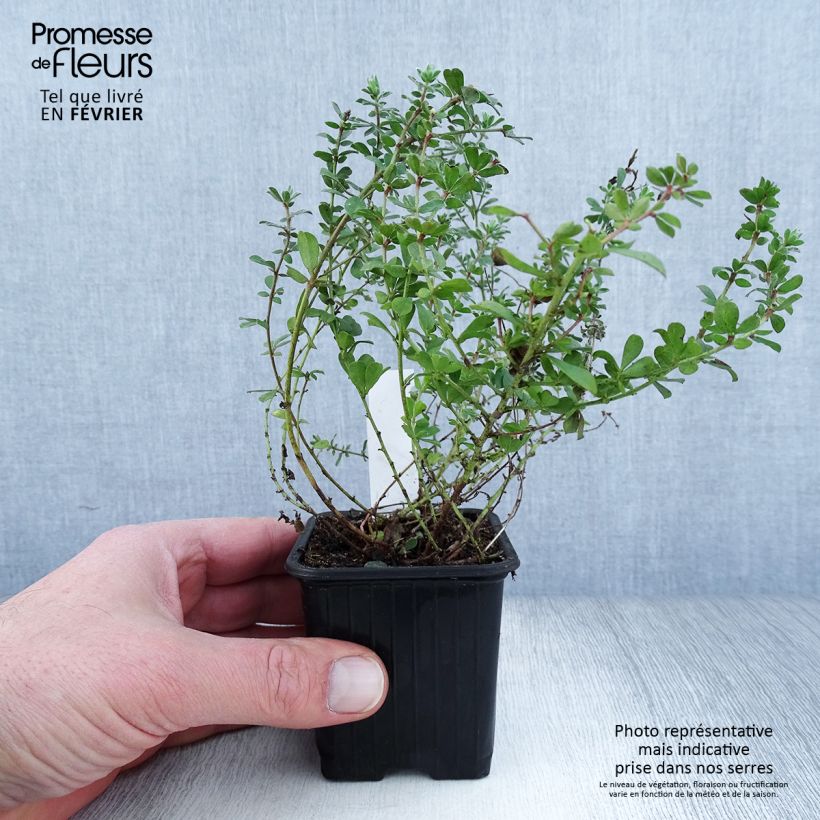 Dorycnium hirsutum - Trifoglino irsuto Vasetto da 8/9 cm esemplare consegnato in inverno