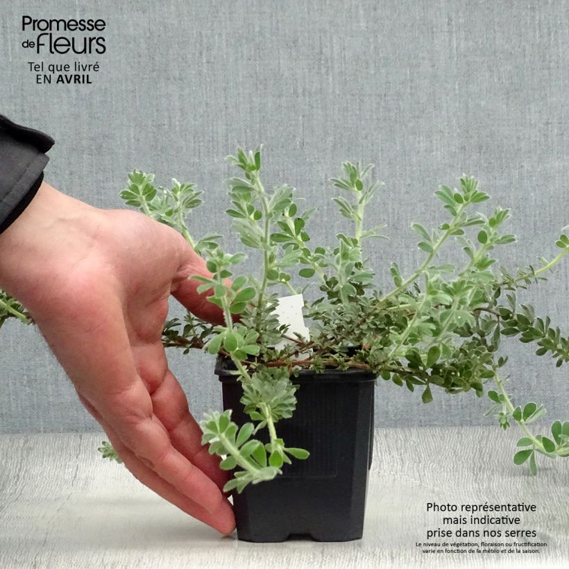 Dorycnium hirsutum - Trifoglino irsuto Vasetto da 8/9 cm esemplare consegnato in primavera