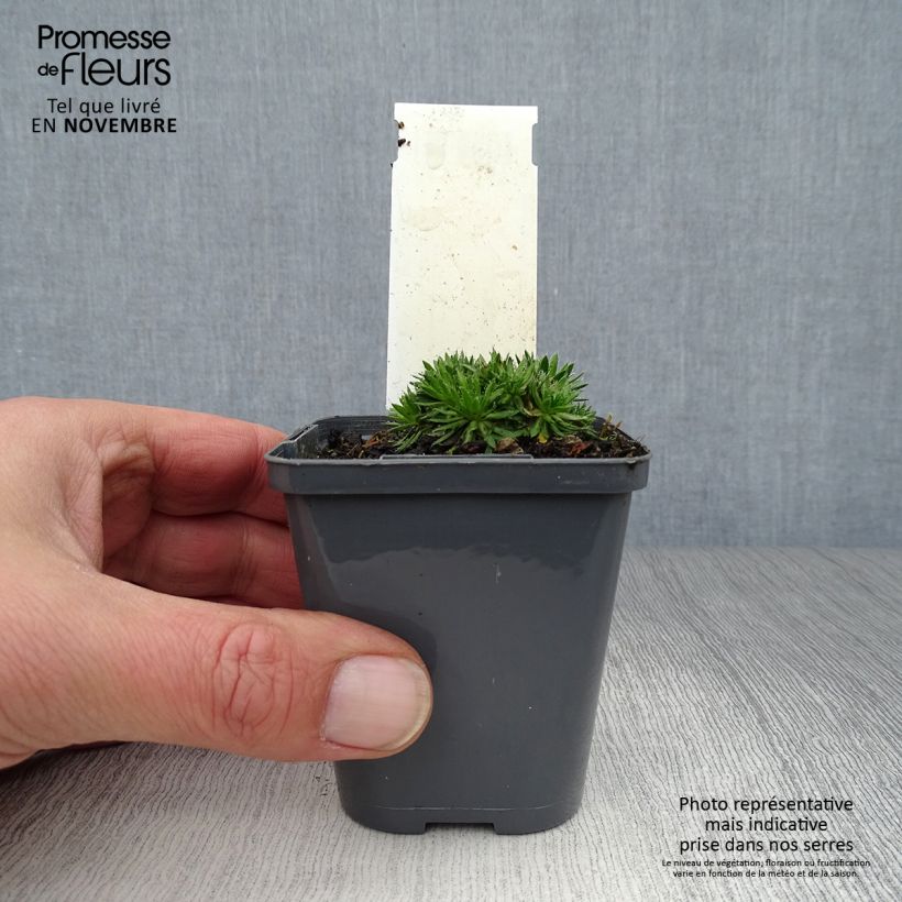 Esemplare di Draba aizoides - Draba gialla Vasetto da 7/8 cm come consegnato in autunno