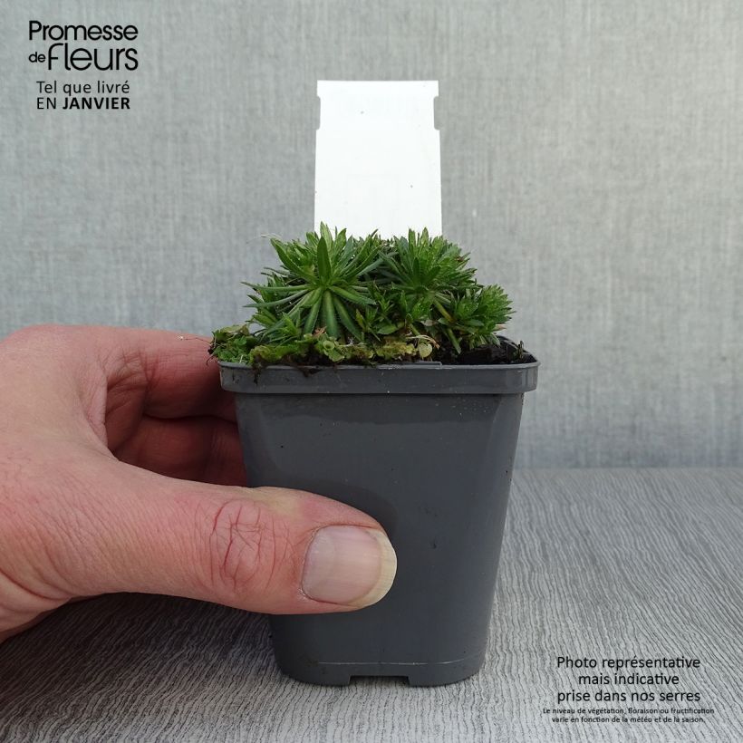 Draba sakurai Vasetto da 8/9 cm esemplare consegnato in inverno