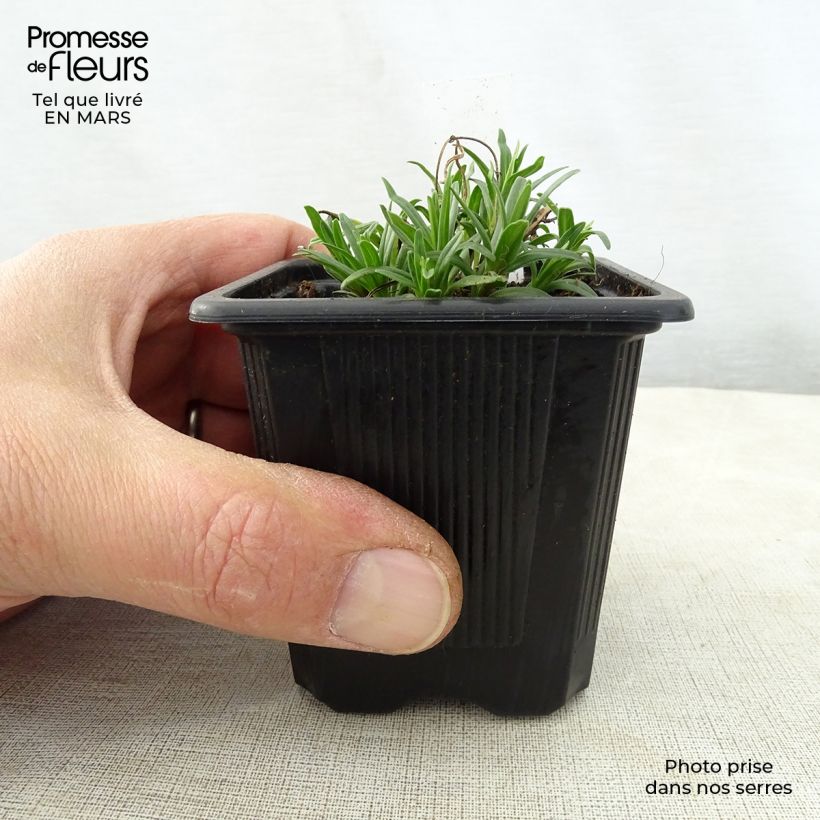 Dracocephalum ruyschiana - Melissa di Ruysch Vasetto da 8/9 cm esemplare consegnato in primavera