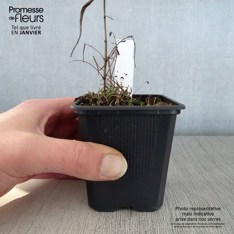 Dracocephalum ruyschiana - Melissa di Ruysch Vasetto da 8/9 cm esemplare consegnato in inverno