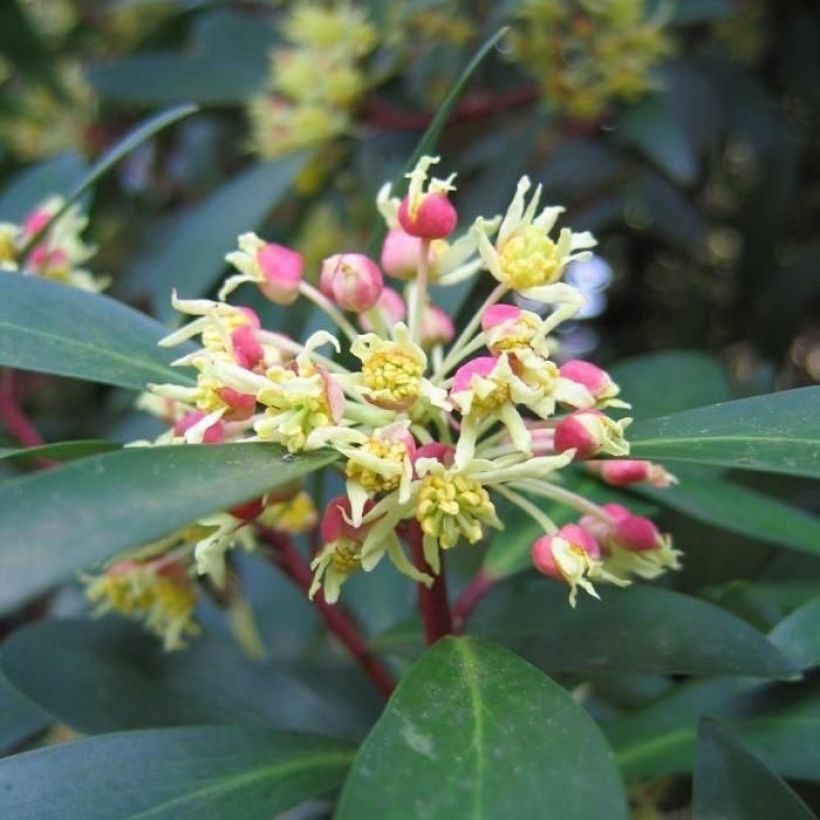 Drimys aromatica Red Spice (Fioritura)