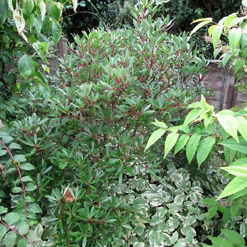 Drimys aromatica Red Spice (Porto)