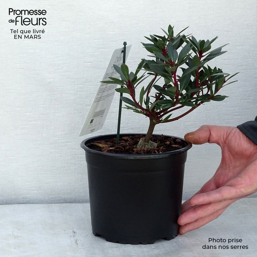 Drimys aromatica Red Spice Vaso da 2L/3L esemplare consegnato in inverno