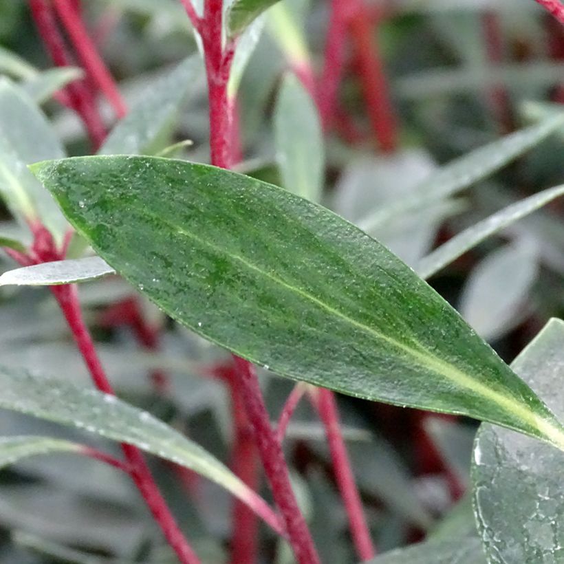 Drimys aromatica Red Spice (Fogliame)