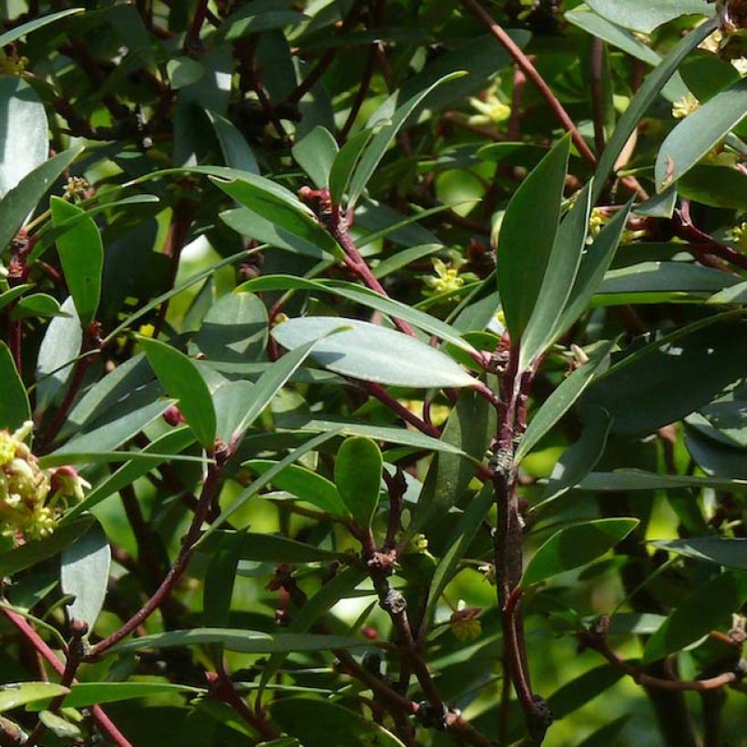 Drimys aromatica (Fogliame)