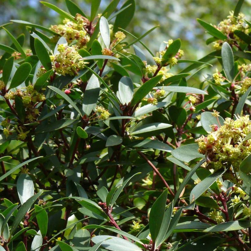 Drimys aromatica (Fioritura)