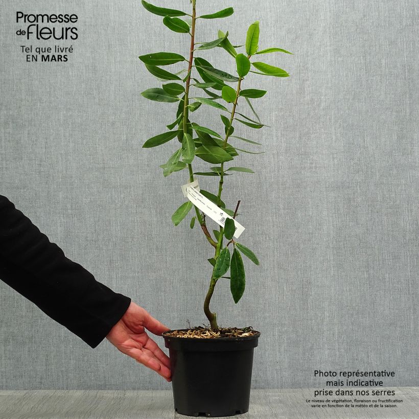 Drimys winteri Vaso da 3L/4L esemplare consegnato in primavera