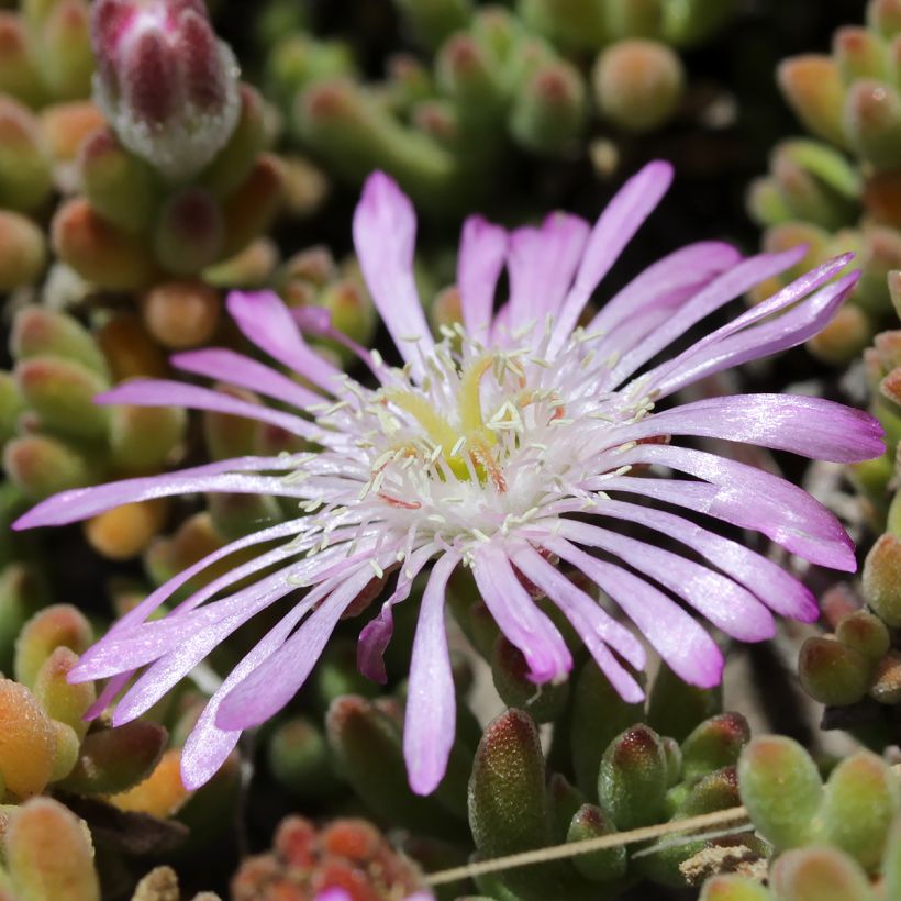Drosanthemum candens - Erba cristallina splendente (Fioritura)