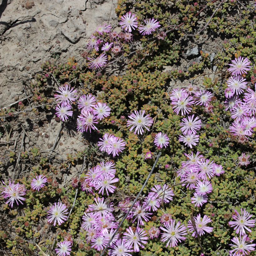 Drosanthemum candens - Erba cristallina splendente (Porto)