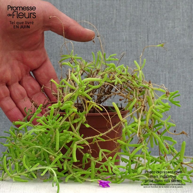 Esemplare di Drosanthemum candens - Erba cristallina splendente Vasetto da 8/9 cm consegnato in estate
