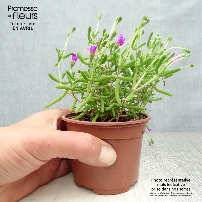 Drosanthemum candens - Erba cristallina splendente Vasetto da 8/9 cm esemplare consegnato in primavera