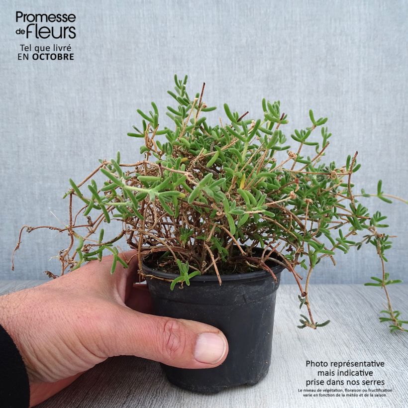 Esemplare di Drosanthemum hispidum - Erba cristallina ispida Vasetto da 8/9 cm come consegnato in autunno
