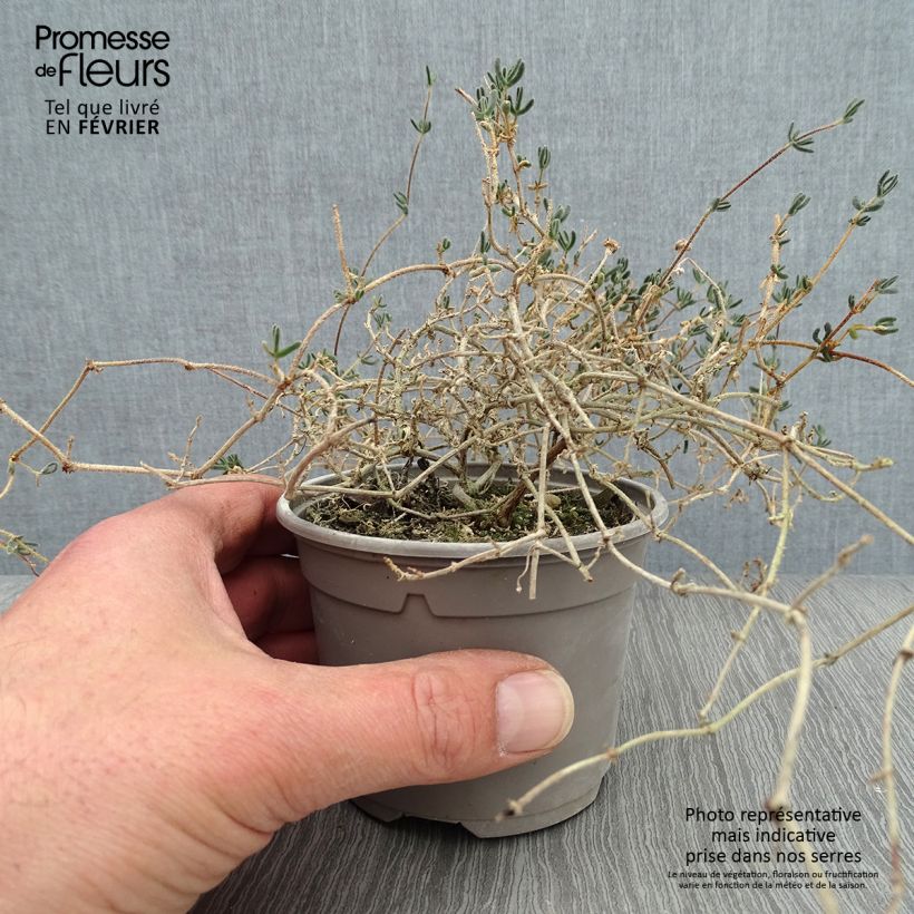 Drosanthemum hispidum - Erba cristallina ispida Vasetto da 8/9 cm esemplare consegnato in inverno