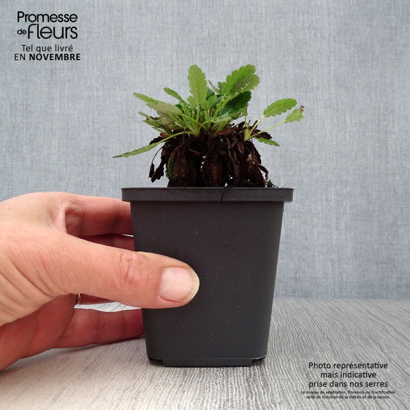Esemplare di Dryas suendermannii Vasetto da 8/9 cm come consegnato in autunno