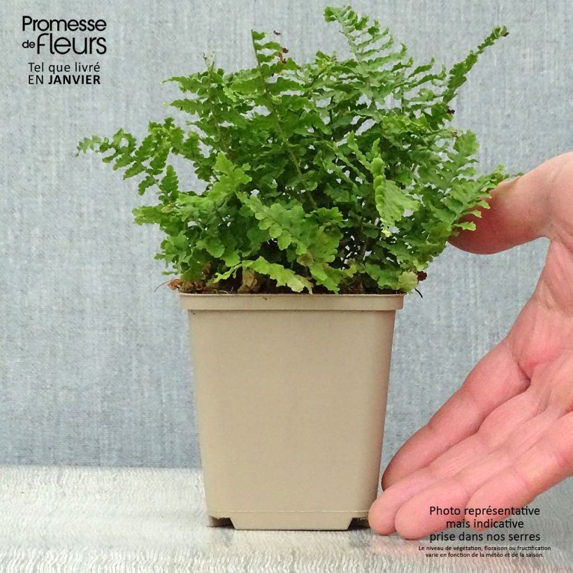 Dryopteris&#x20;affinis&#x20;Crispa&#x20;Vasetto&#x20;da&#x20;8&#x2F;9&#x20;cm&#x20;esemplare&#x20;consegnato&#x20;in&#x20;inverno