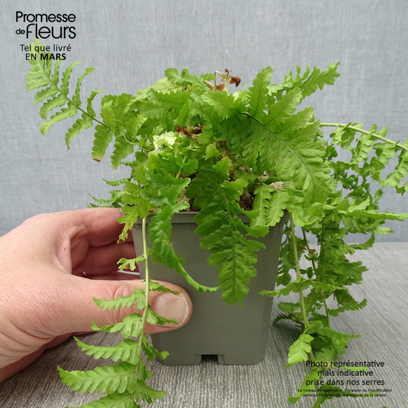 Dryopteris affinis Cristata Vasetto da 8/9 cm esemplare consegnato in inverno