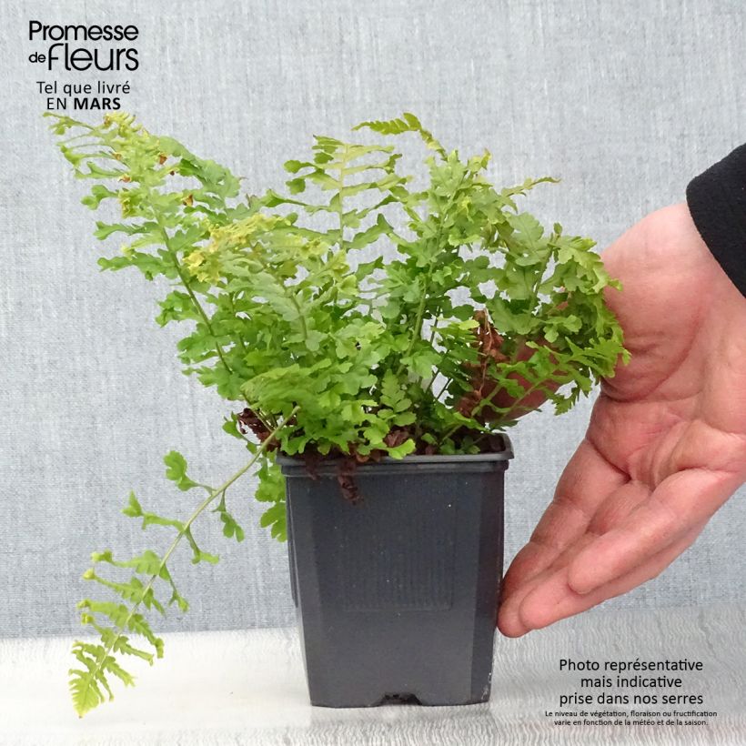 Dryopteris affinis Cristata Vasetto da 8/9 cm esemplare consegnato in primavera