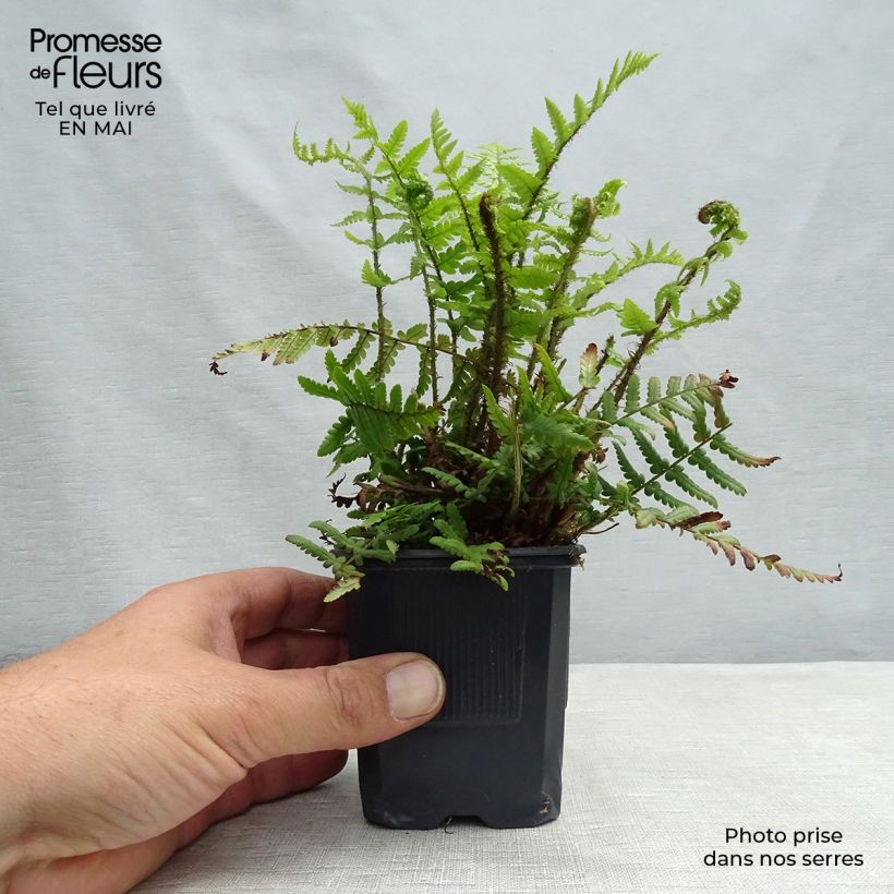 Dryopteris affinis Vasetto da 8/9 cm esemplare consegnato in primavera