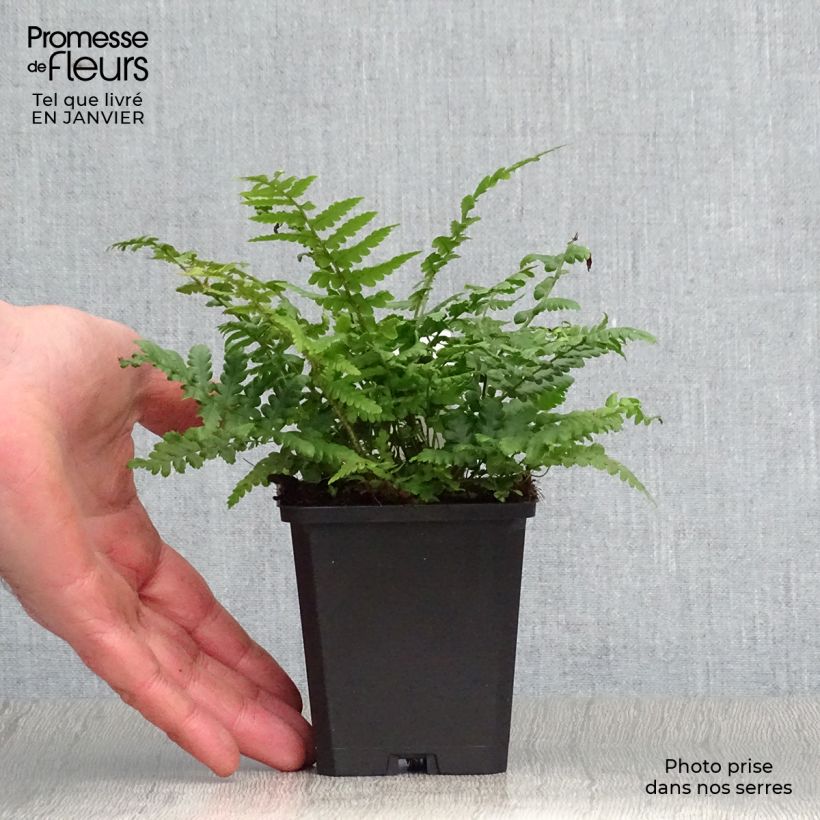 Dryopteris affinis Vasetto da 8/9 cm esemplare consegnato in inverno
