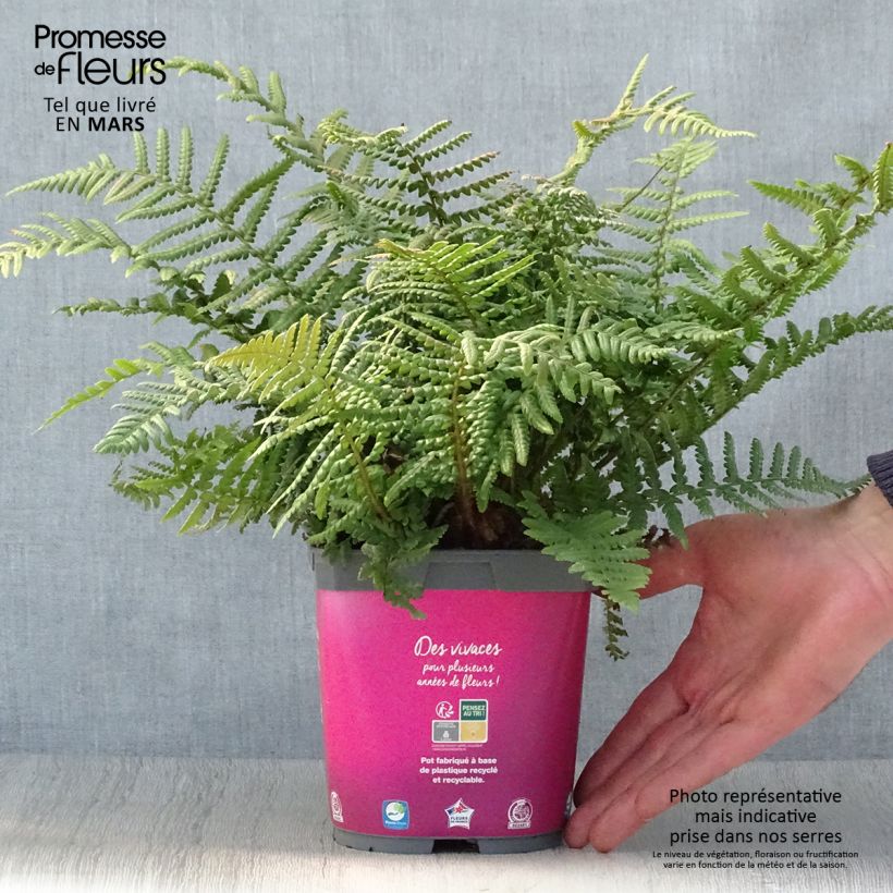 Dryopteris affinis Vaso da 2L/3L esemplare consegnato in primavera