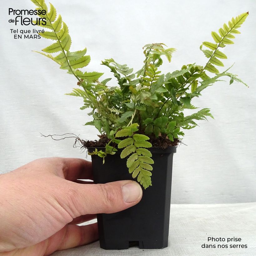 Dryopteris cycadina Vasetto da 8/9 cm esemplare consegnato in inverno