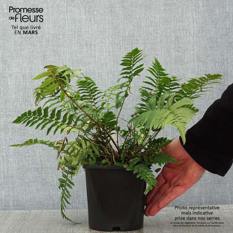 Dryopteris cycadina Vaso da 2L/3L esemplare consegnato in inverno